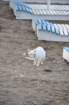 dsc_0242001_small.jpg