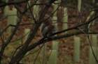 dsc_0230_small.jpg