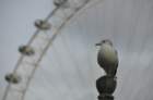 dsc_1075_small.jpg