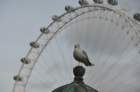 dsc_1077_small.jpg